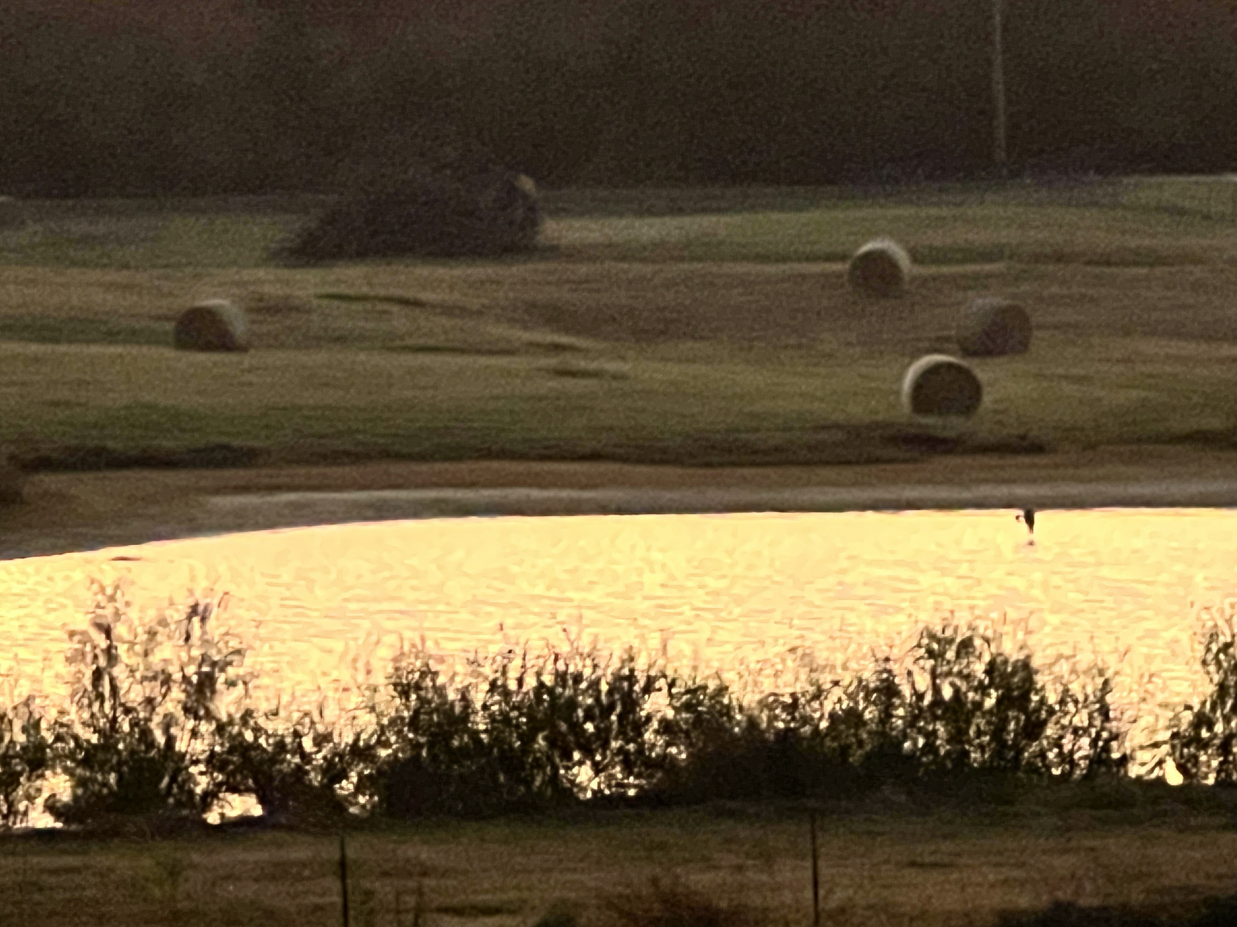Hay bales across the pond