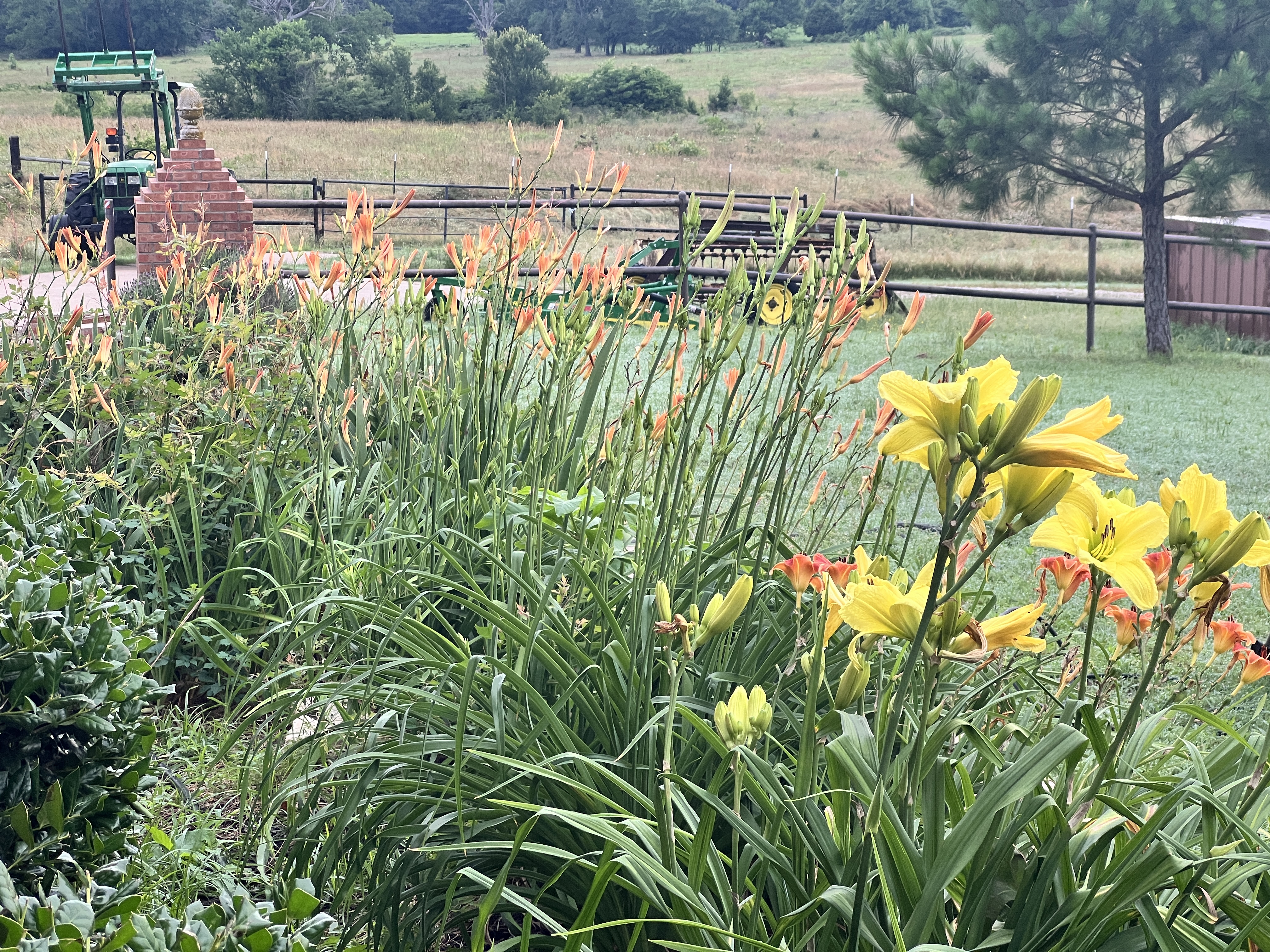 Day lilies near the farmhouse